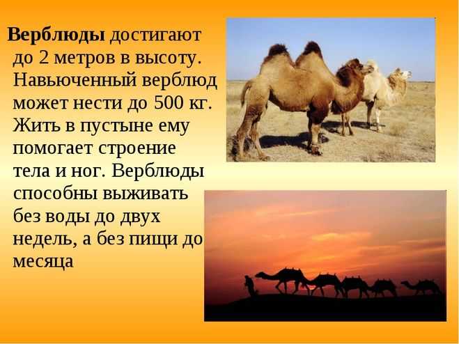 Никто не станет отрицать, что верблюд – это плывущий крейсер пустыни, проходящий за сутки сотни километров без воды и остановок среди песка и камней