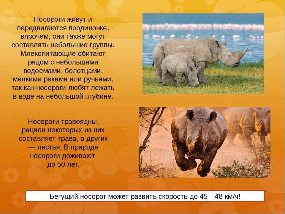 Носорог животное. образ жизни и среда обитания носорога | живность.ру