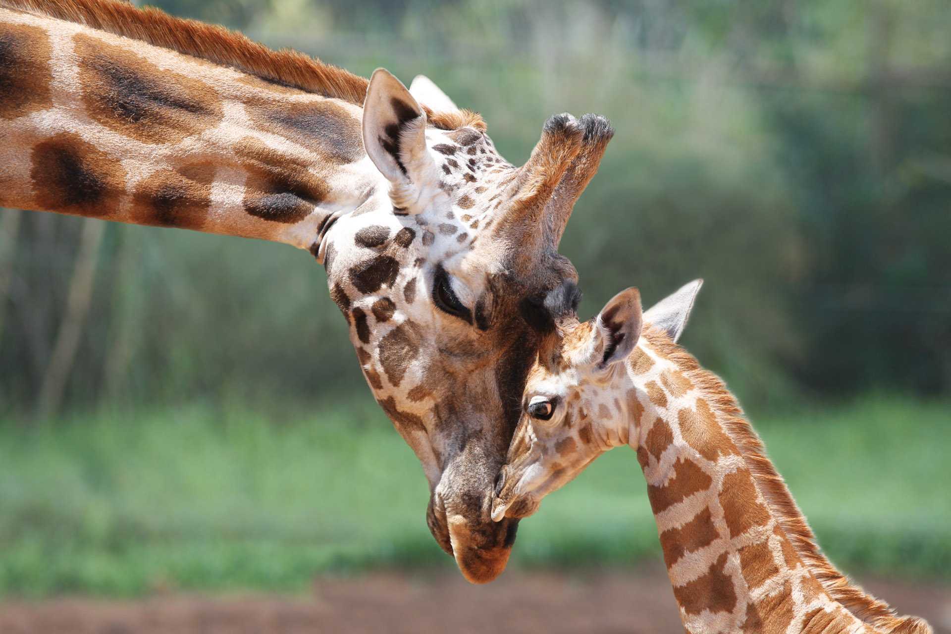 Все сведения о жирафах: среда обитания, поведение, физиология, особенности ...
