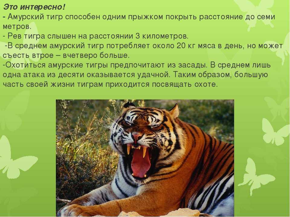 Примеры мимикрии у животных и растений :: syl.ru