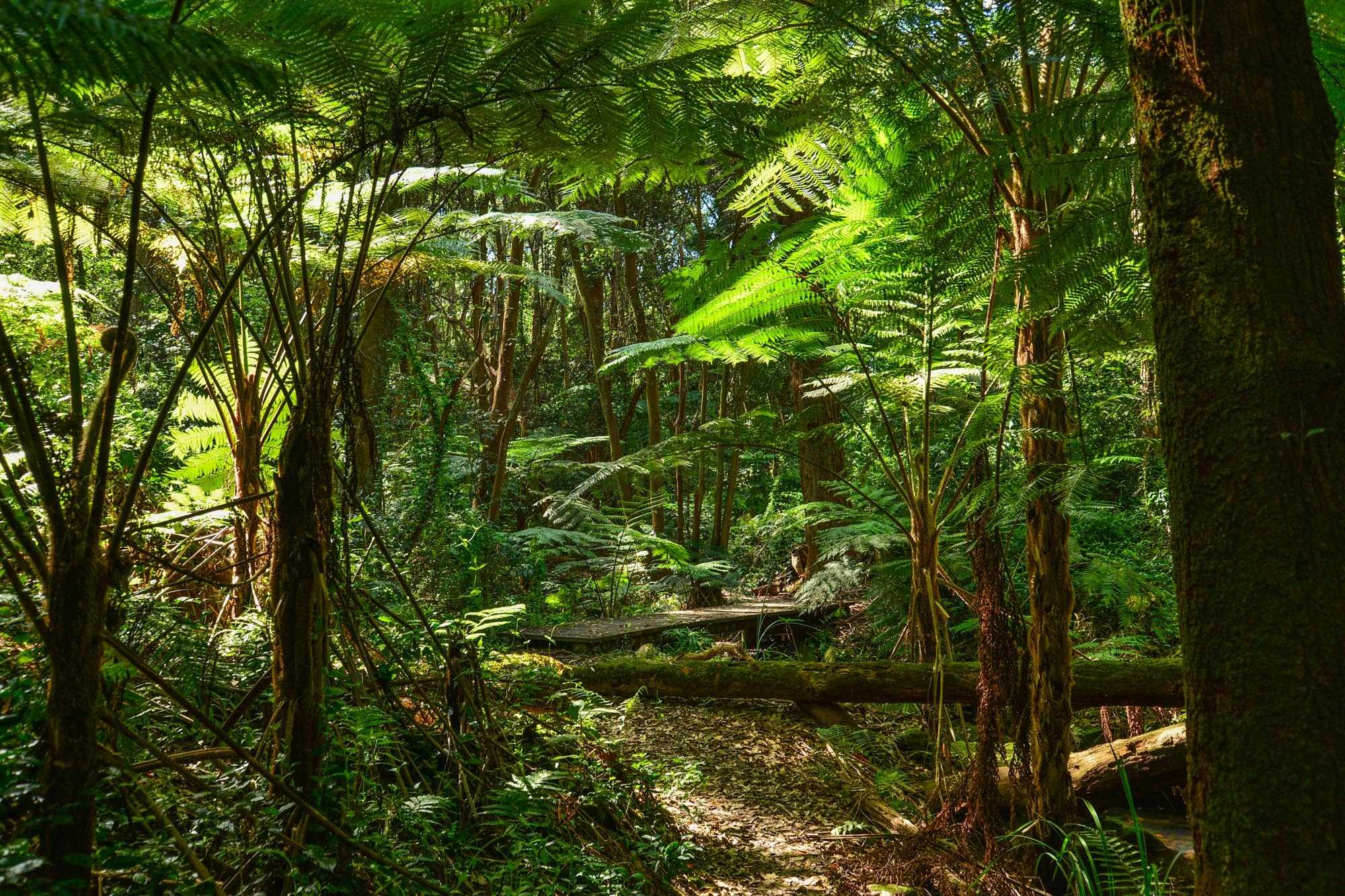 Тропические леса – «вторые легкие земли»