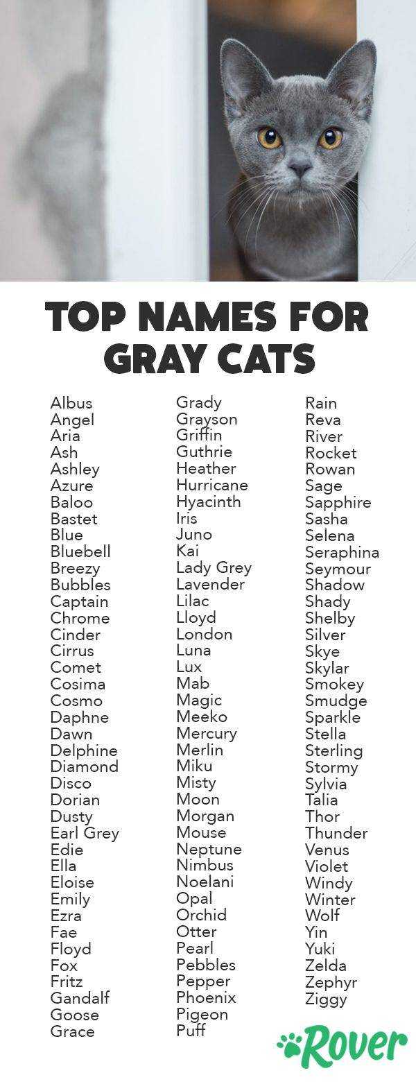 Самый полный список кличек для трехцветной кошки Имена на каждую букву алфавита Клички популярных персонажев, подборка оригинальных и прикольных вариантов