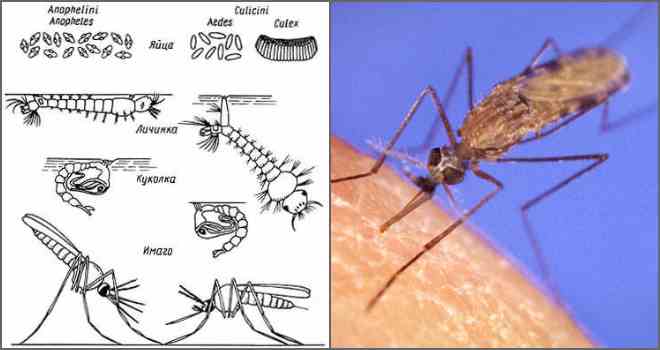 Комары летят на свет или. как видят комары и что их привлекает к человеку