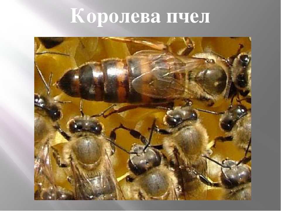 Жизнь пчёл или что происходит в улье в течение года!