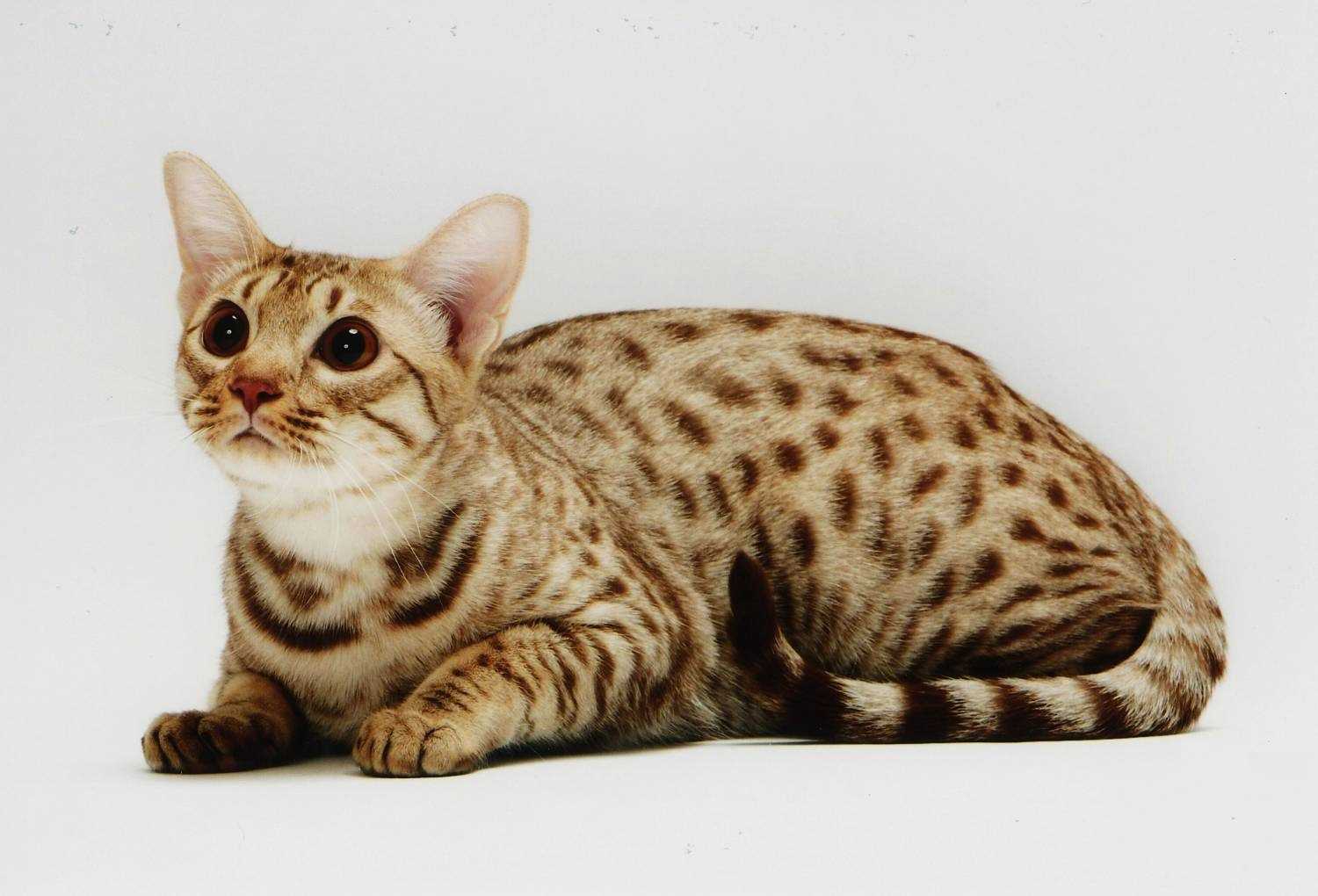 Породы кошек с фотографиями и названиями
породы кошек с фотографиями и названиями