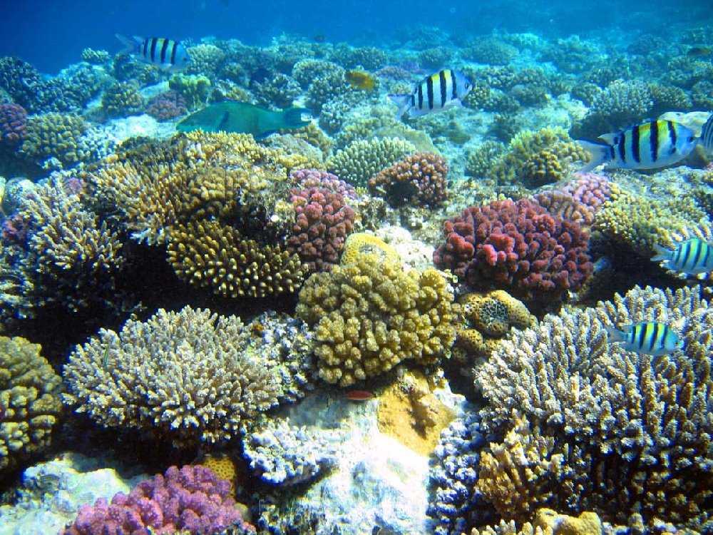 Устойчивость коралловых рифов
