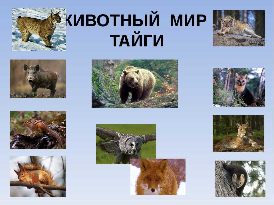 Какие животные обитают в тайге – список видов, фото и характеристика