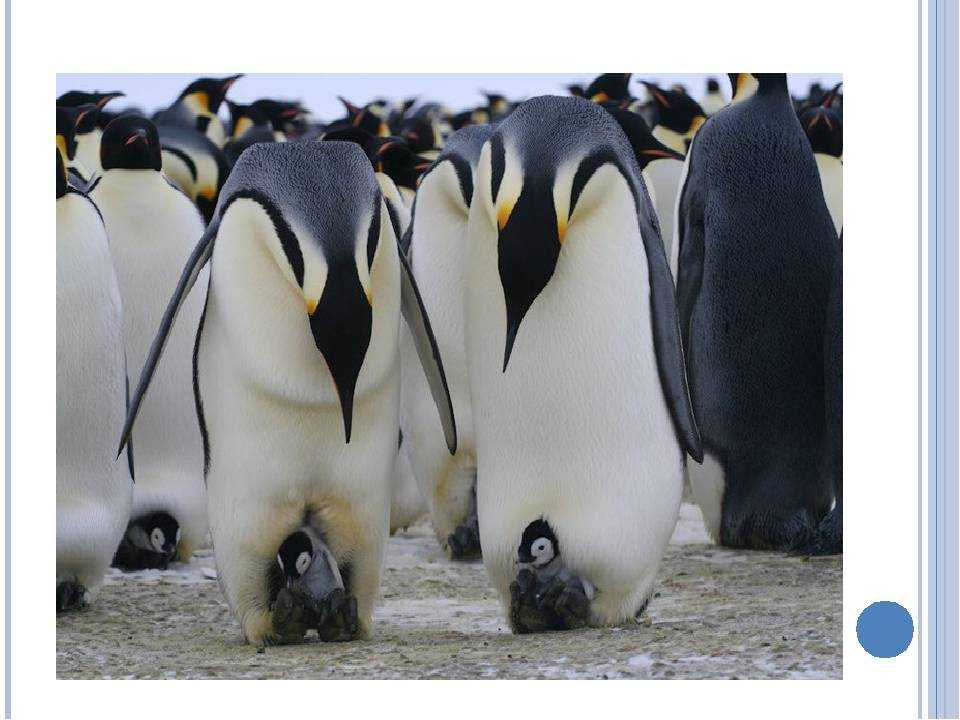 Пингвины – коренные жители антарктиды