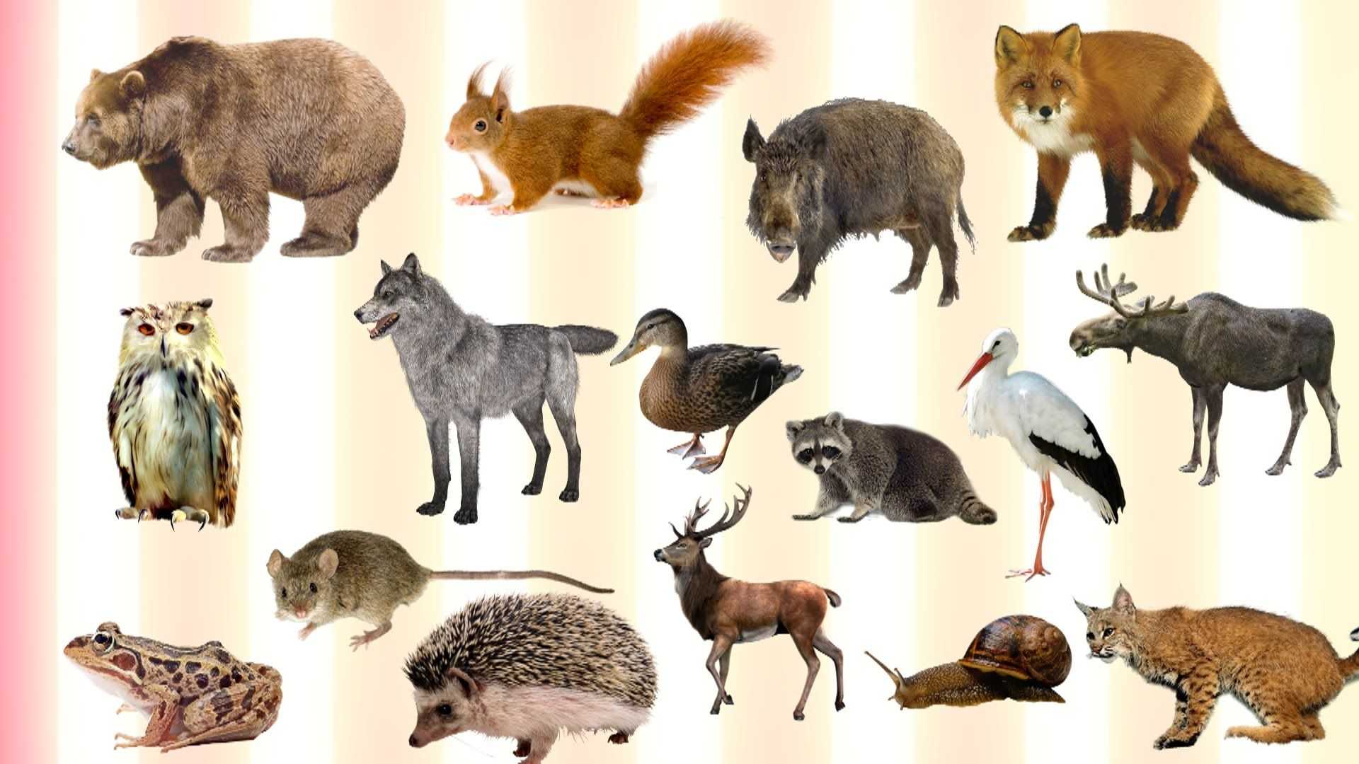 Разнообразие животного мира россии: от северных до южных пустынь