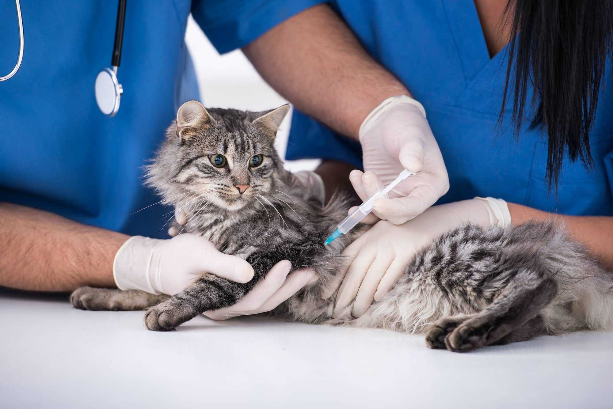 Микоплазмоз у кошек заразен ли: для человека?