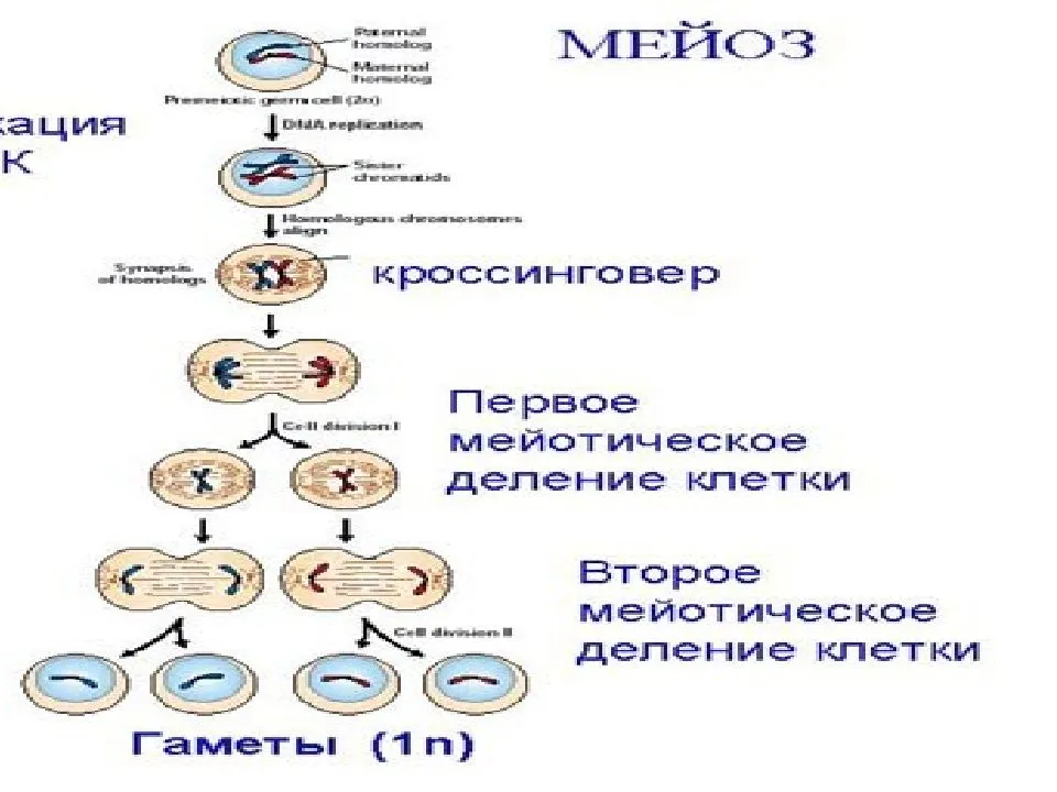 В результате митоза формируется. Схема митоза и мейоза. Способ деления митоза и мейоза. Митоз и мейоз таблица. Типы деления клеток митоз и мейоз.