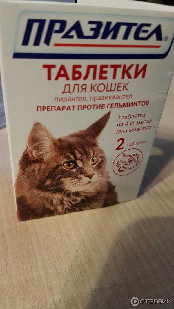 Прател для кошек, инструкция по применению: как давать животному таблетки от глистов?