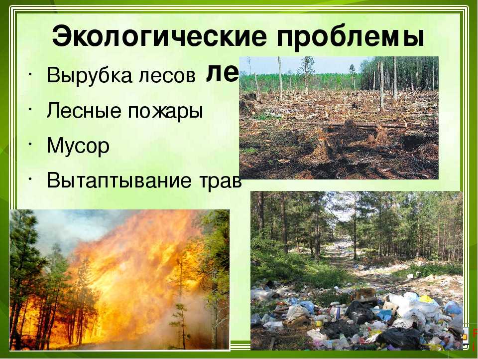 Урок 1: растительный мир россии - 100urokov.ru