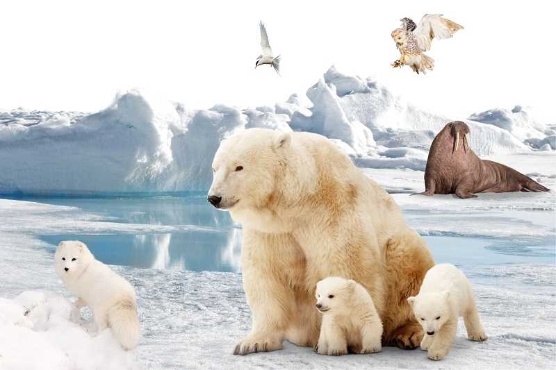 ОТВЕТ: Белые медведи обитают лишь в Северном полушарии Земли в районе Арктики, так как хорошо адаптированы к очень низким температурам севера и жизни на льду