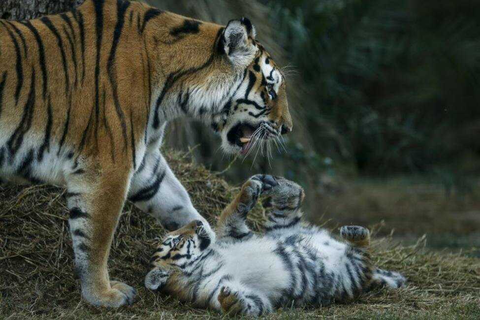 Сколько весит тигр?