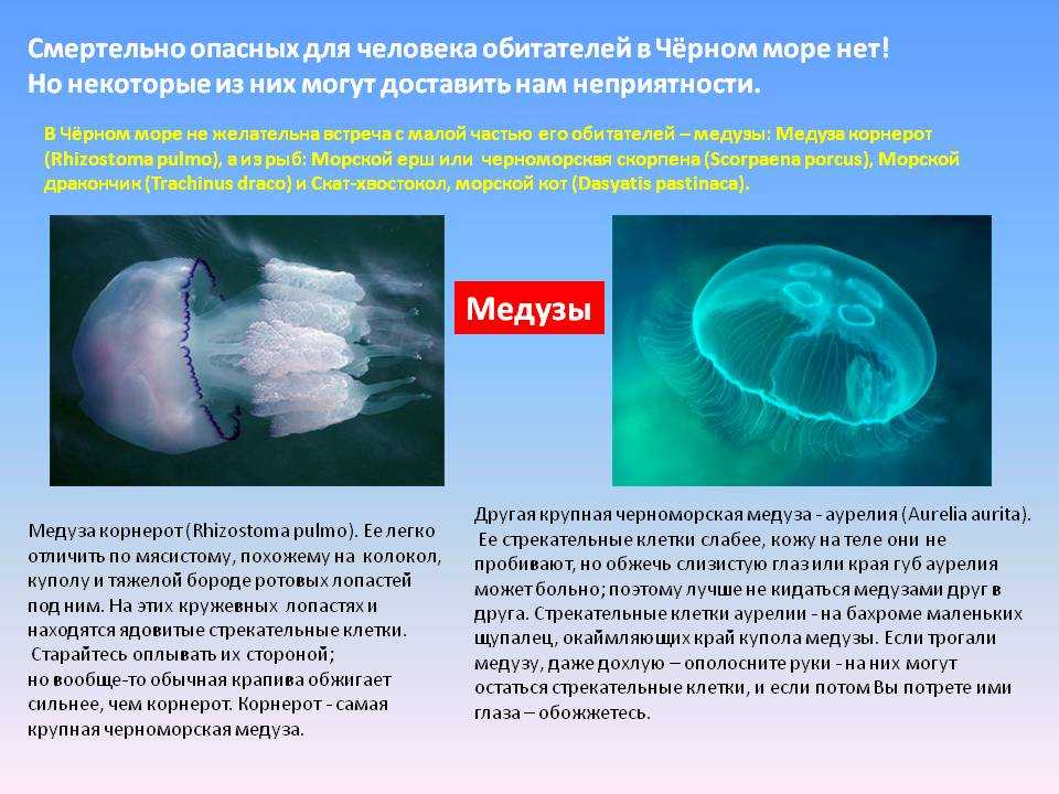 Что у медузы отвечает за защиту