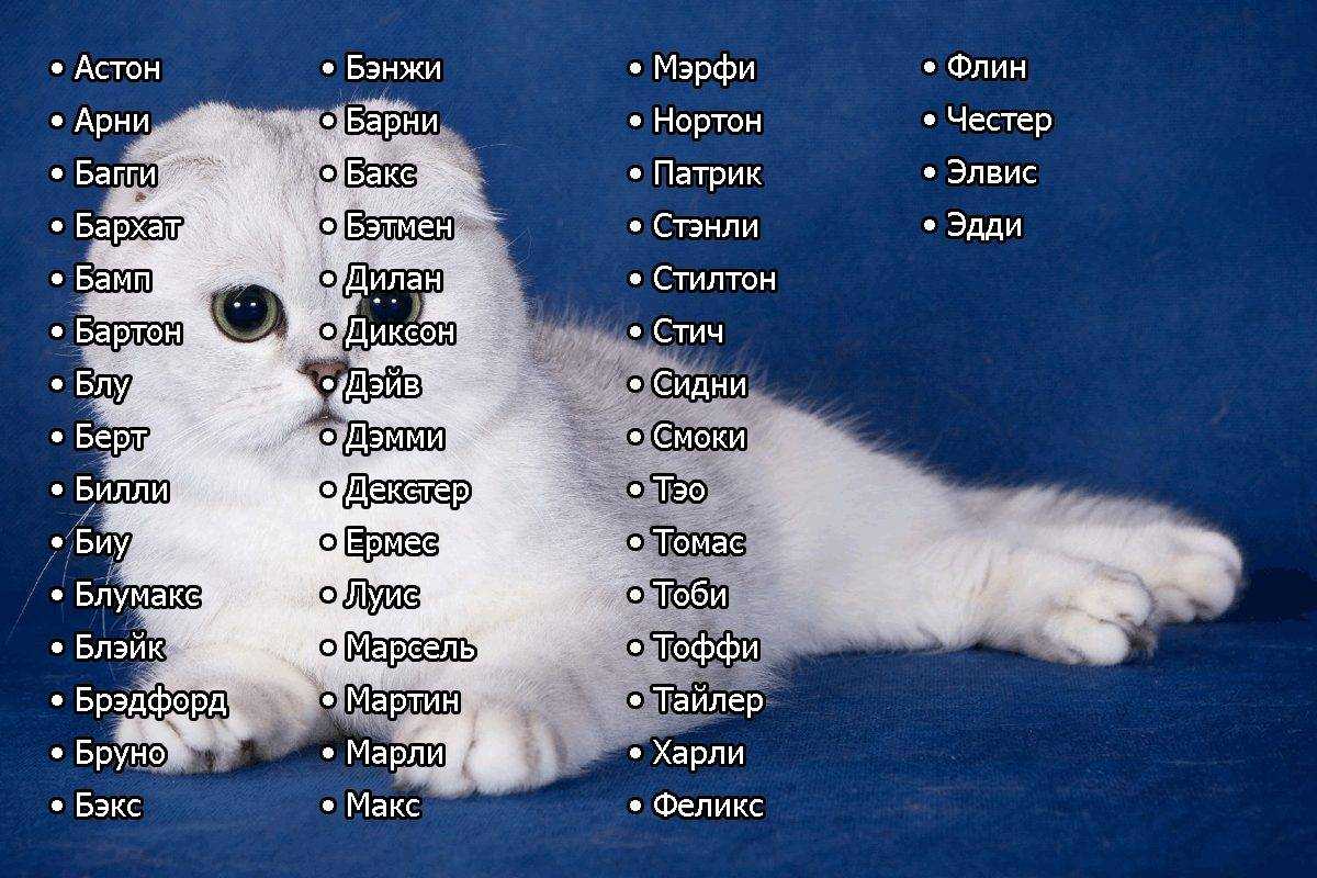 Как определить пол котенка. 5 эффективных методов с фото как отличить кошку от кота