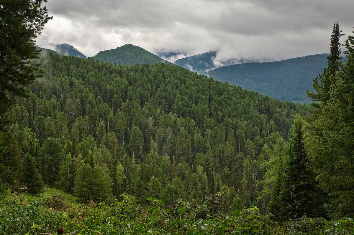 Самый северный лес: где находится тайга и особенности природной зоны