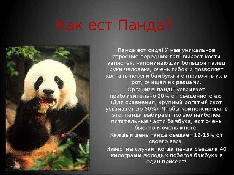 Панда животное. образ жизни и среда обитания панды