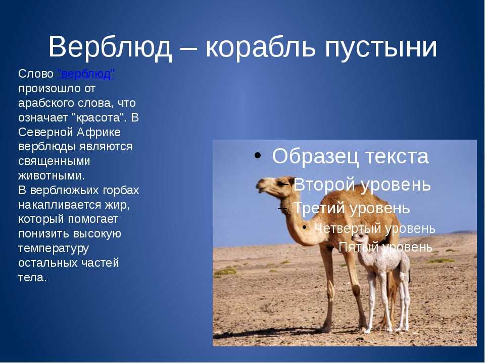 Верблюд животное. описание, особенности, виды и среда обитания верблюда