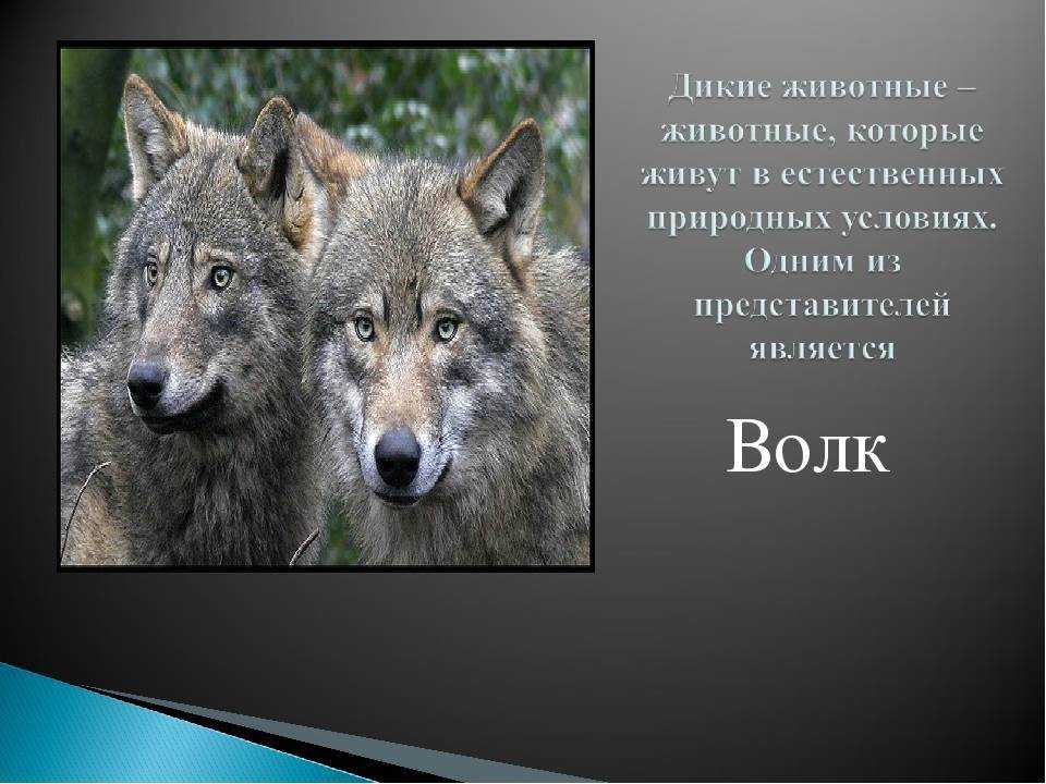 Гривистый волк. описание, особенности, виды, образ жизни и среда обитания животного | живность.ру