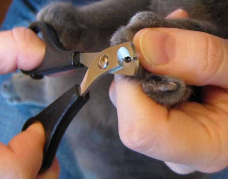 Как правильно подстричь когти коту и котенку