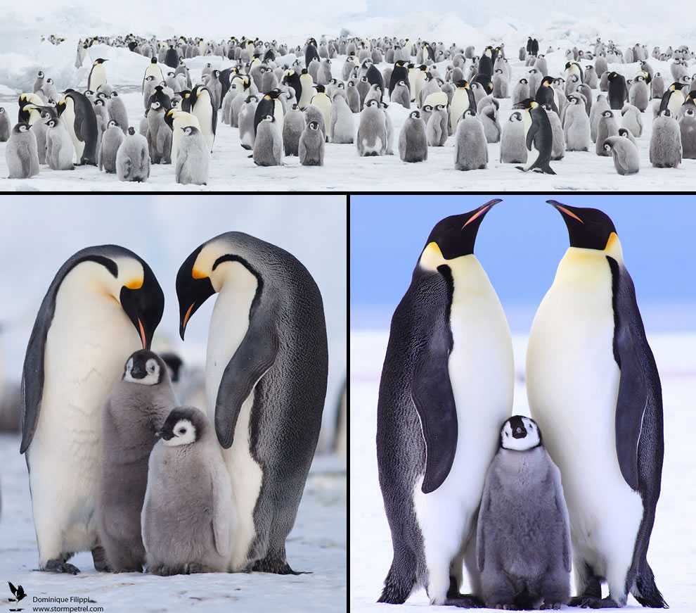 ОТВЕТ: Пингвины относятся к теплокровным животным и объединены в отряд