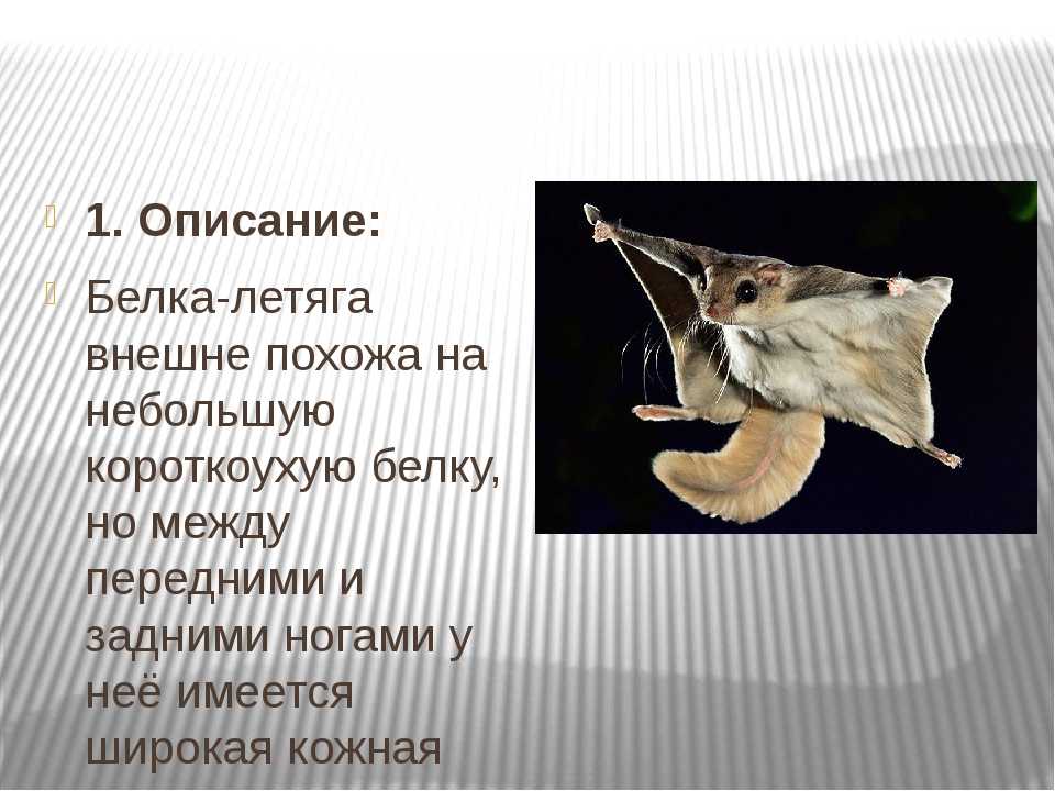 Информация о белке-летяге: внешний вид, места обитания и образ жизни