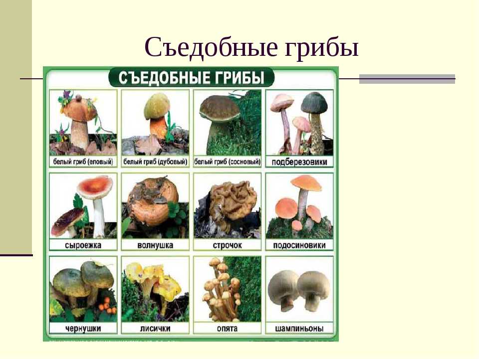 Чем полезны грибы | лесные и выращенные