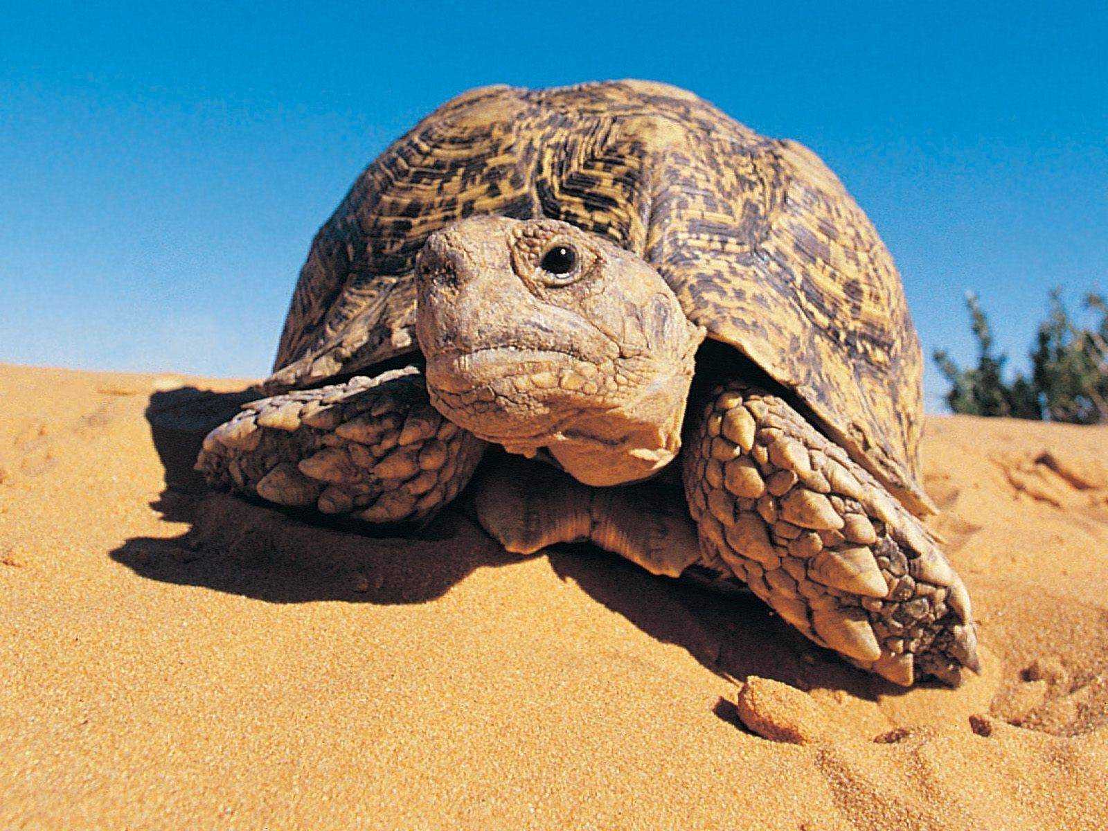 Оазис животные. Черепаха Гофер. Среднеазиатская черепаха в пустыне. Пустынный Западный Гофер. Черепахи в пустыне сахара.