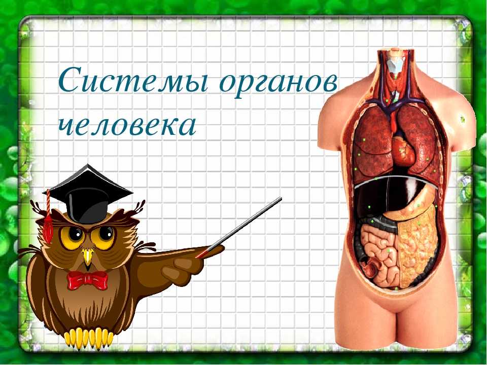 Пищеварение в желудке и кишечнике / биология 8 класс