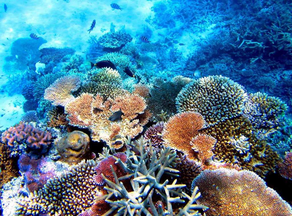 Коралловые полипы — основа подводных джунглей и дом для 25% морских обитателей