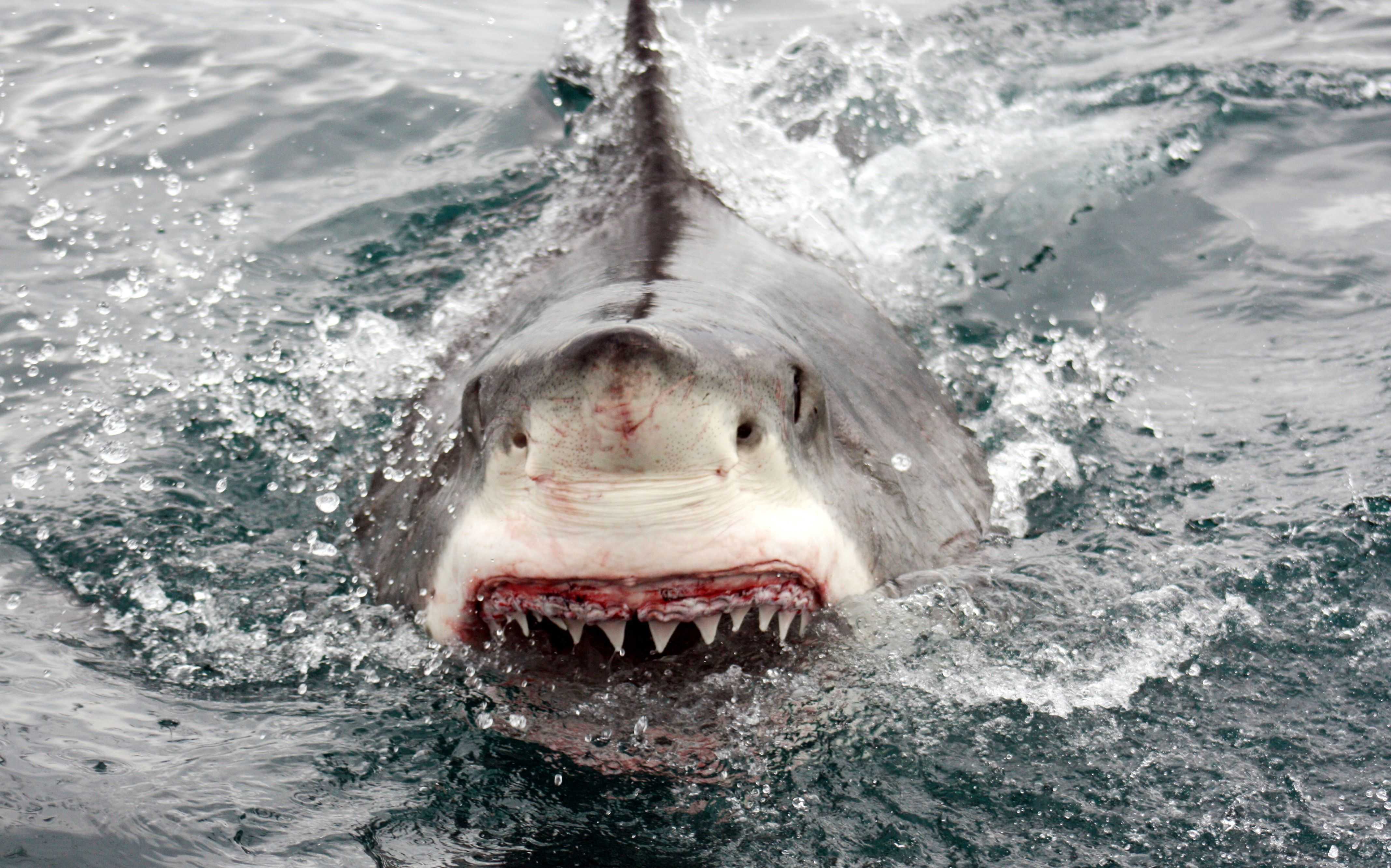 Scary shark. Белая акула людоед кархародон. МЕГАЛОДОН 2002. Акула белая, акула-людоед, кархародон. Самая большая акула в мире МЕГАЛОДОН.