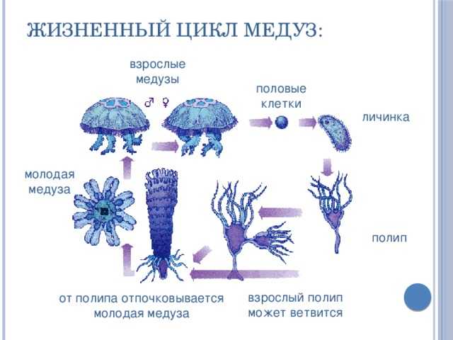 Как размножаются медузы? удвительные подробности о жизни морских обитателей :: syl.ru