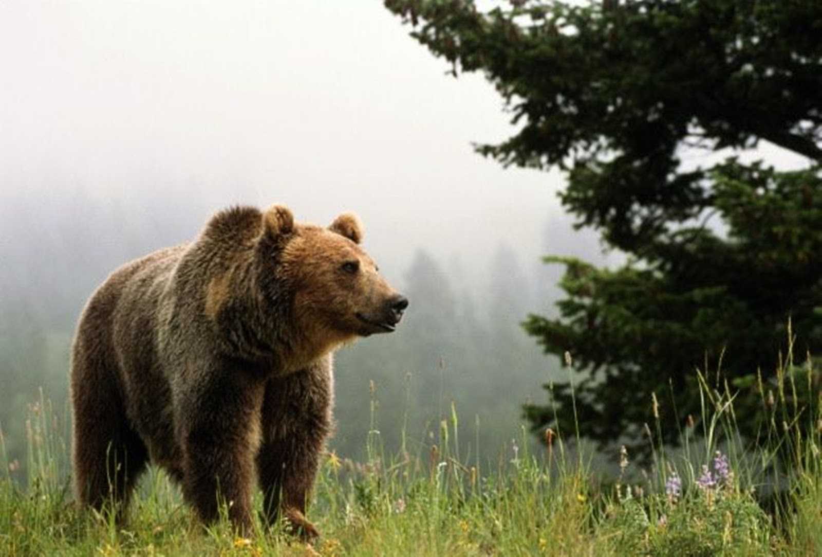 ᐉ сколько лет живут медведи в природе? - zoomanji.ru