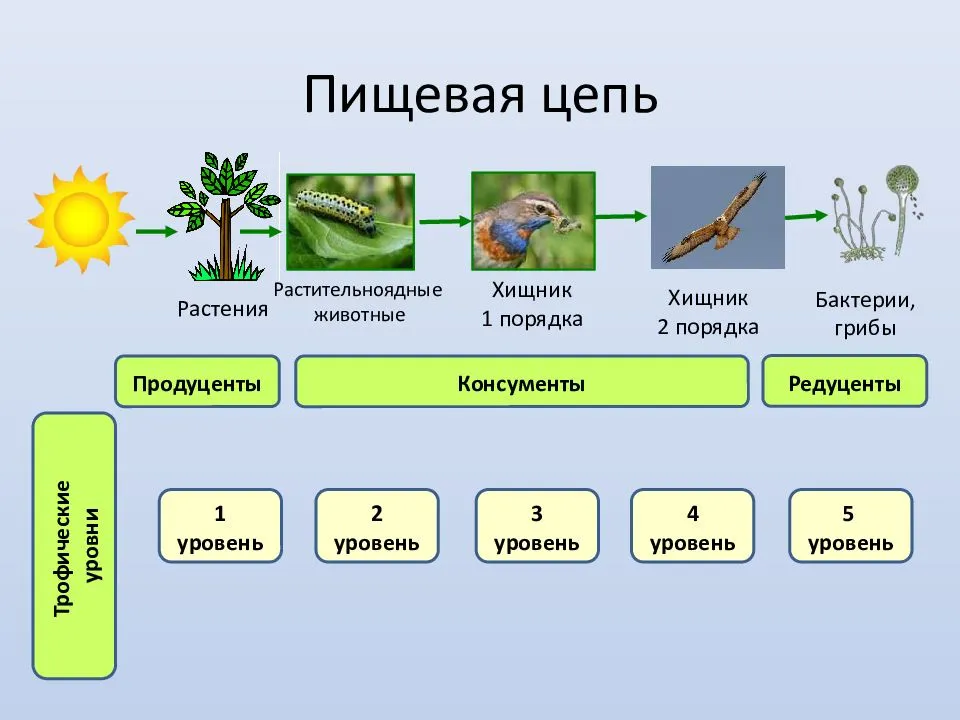Пищевые цепочки: примеры в лиственных и хвойных лесах
