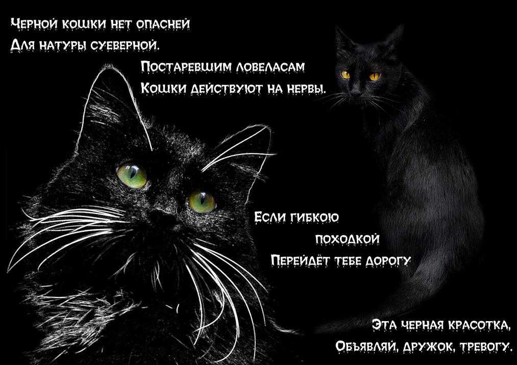 ᐉ породы рыжих котов с фотографиями названиями, кошки с длинным хвостом - zoomanji.ru