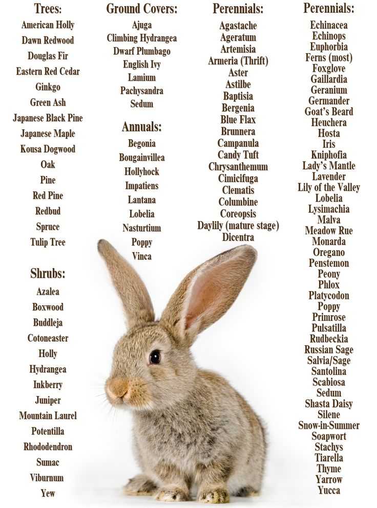 Имена для кроликов мальчиков | «твой кролик»