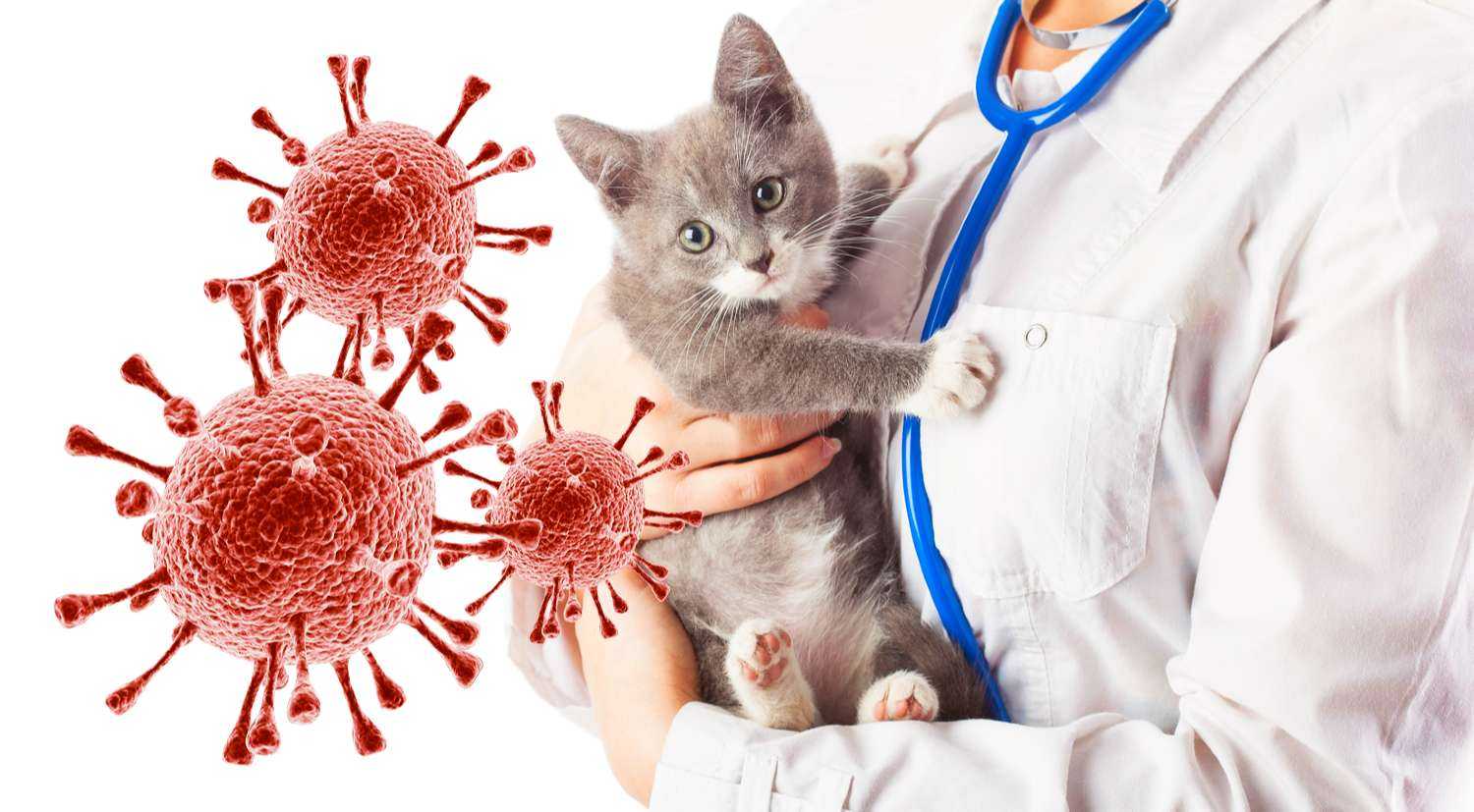 Гастрит у кошек: симптомы и лечение – от ветеринара