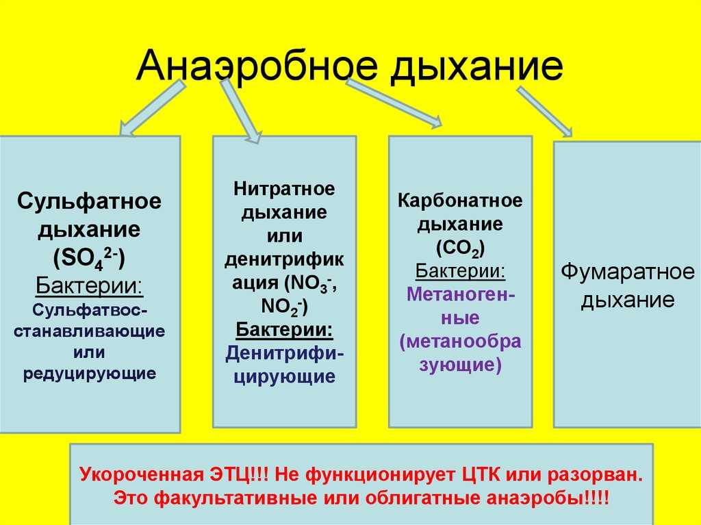 Анаэробное дыхание схема