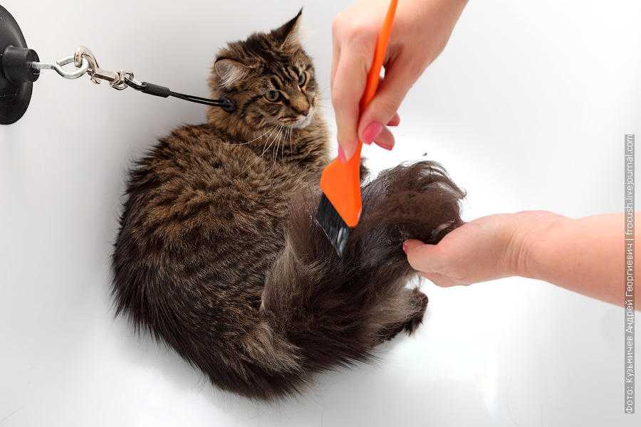 Как правильно мыть кошку