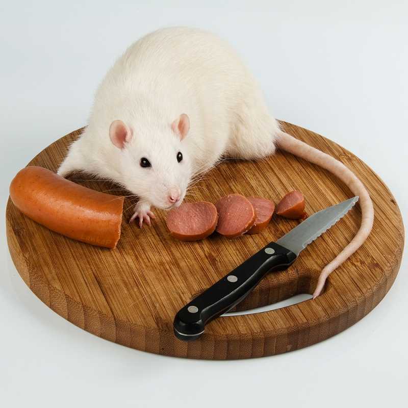 Что ест домашняя крыса, разрешенные и запрещенные продукты