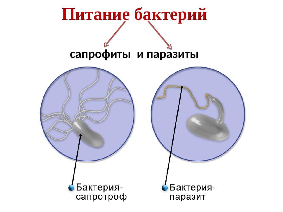 В чем различие между грибами сапрофитами, сапротрофами и паразитами