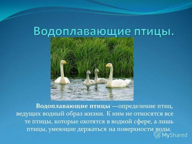 Хищные птицы россии: разновидности, среда обитания и места гнездования