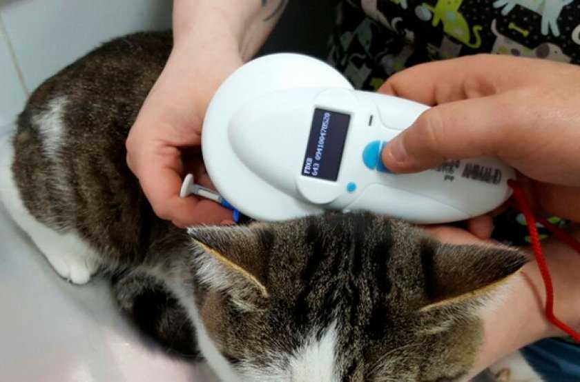 Что такое чипирование, сколько стоит чипировать кошку, как поставить чип котенку?
