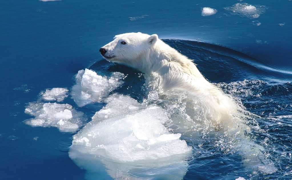 Белый медведь: где живет и чем питается, ареал обитания, интересные факты и фото