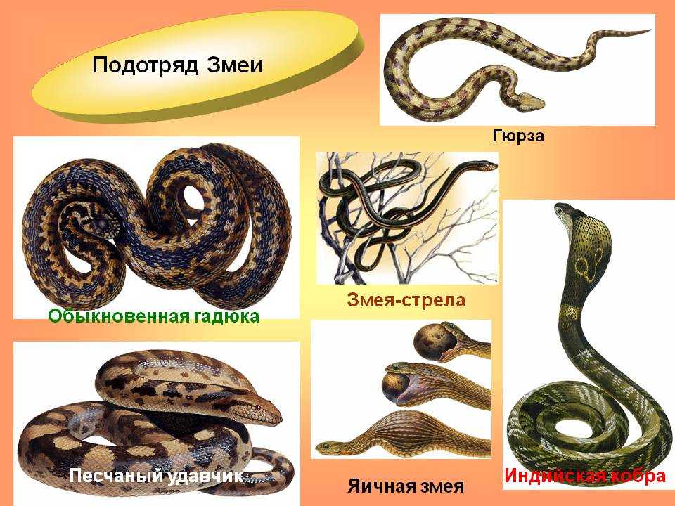 Среди змей немало видов, которыми не восхитится разве что явный герпетофоб Познакомимся с десяткой самых красивых змей на Земле