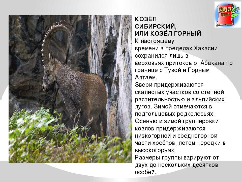 Животные красной книги россии – фото, описание, названия