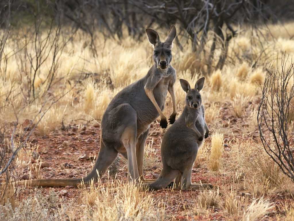 Описание кенгуру - внешность, питание, страна проживания, факты