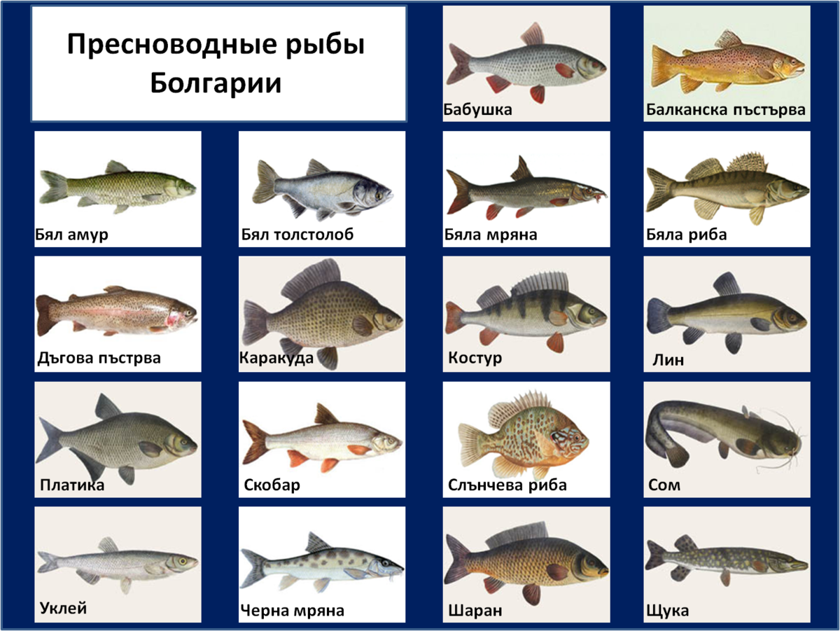 Рыбы черного моря. названия, описания и особенности рыб черного моря | живность.ру